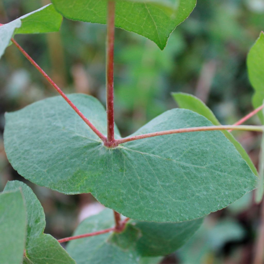 Hopeaeukalyptus - Eucalyptus risdonii