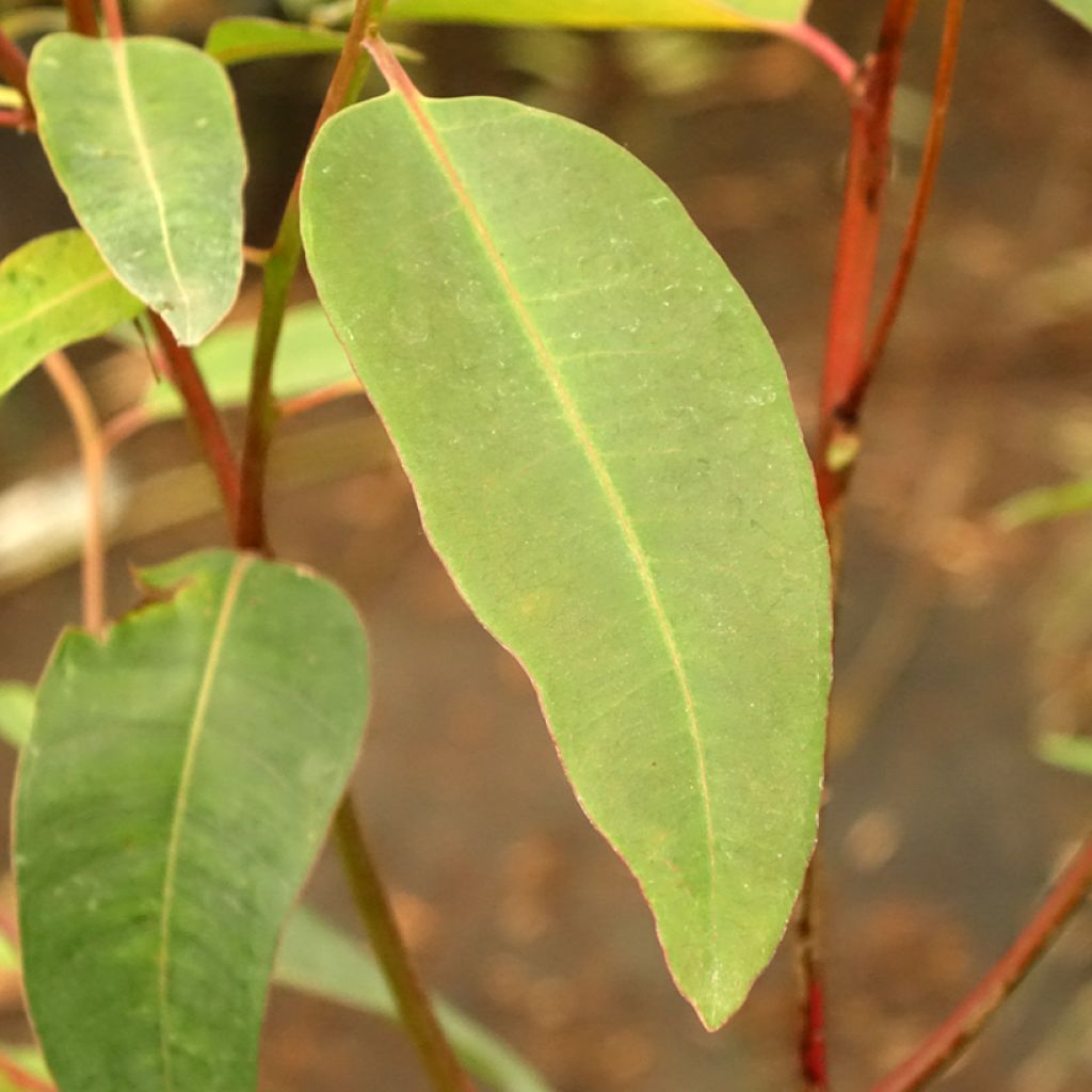 Viimaeukalyptus - Eucalyptus robusta