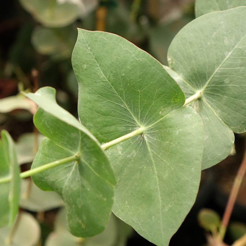 Hopeaeukalyptus - Eucalyptus sturgissiana