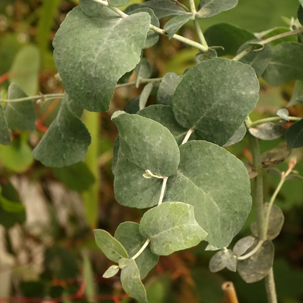 Hopeaeukalyptus - Eucalyptus urnigera f.glaucus