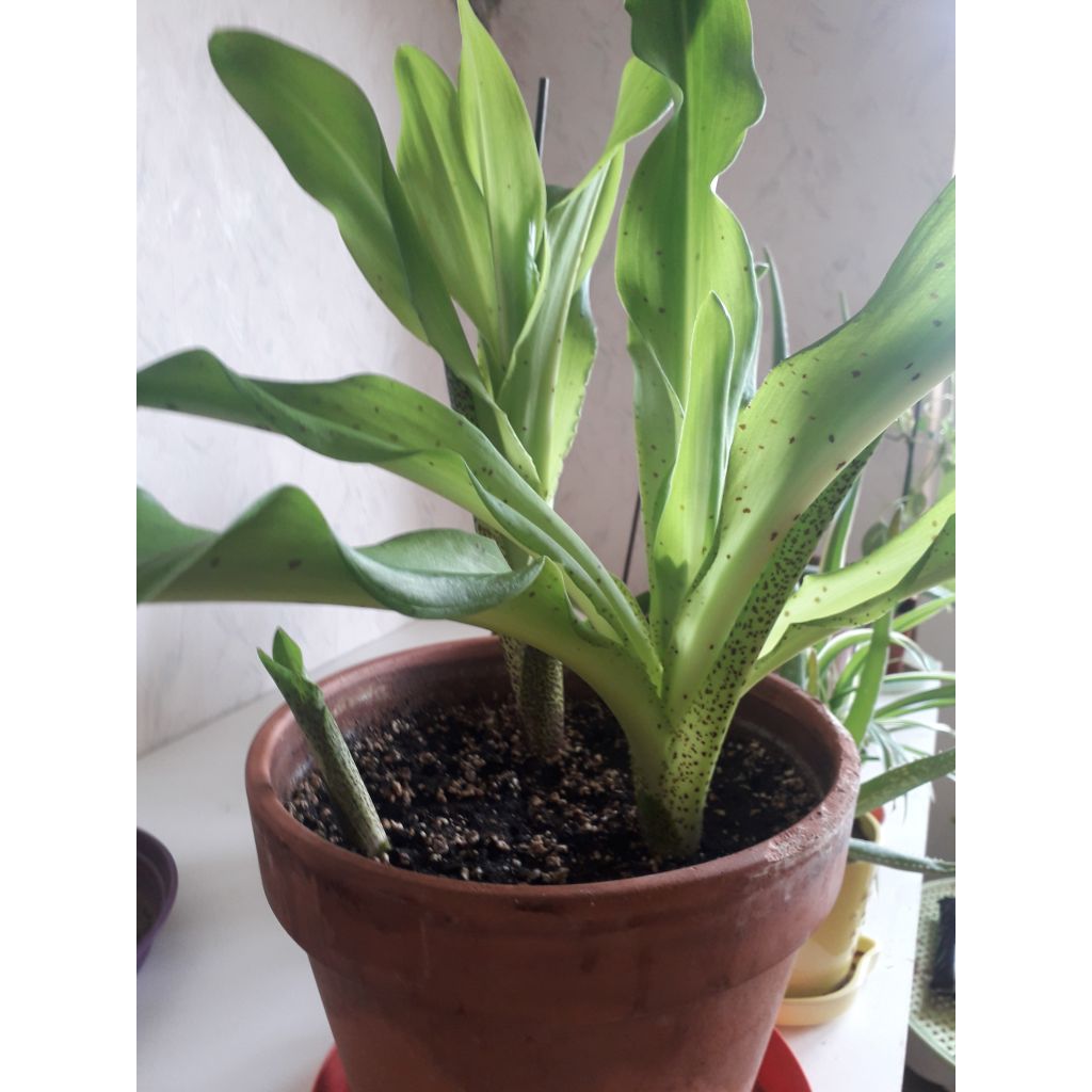 Töyhtövana - Eucomis bicolor