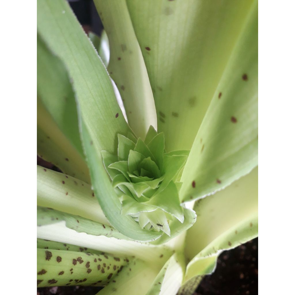 Töyhtövana - Eucomis bicolor