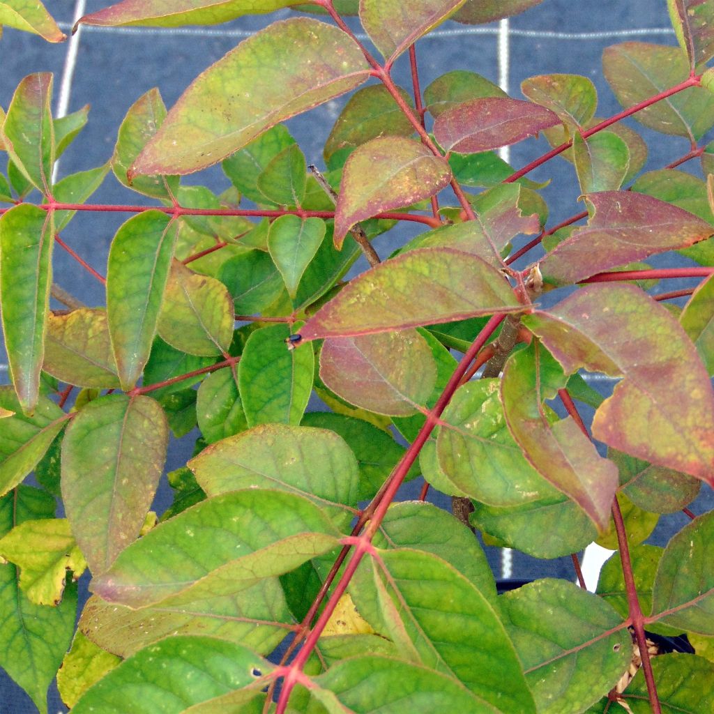 Kiinanherupuu - Tetradium daniellii