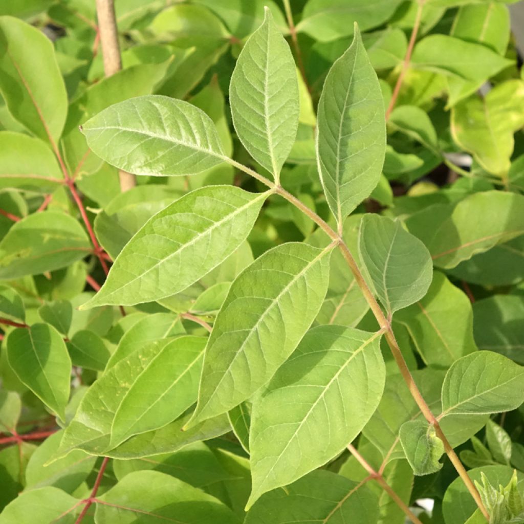 Kiinanherupuu - Tetradium daniellii