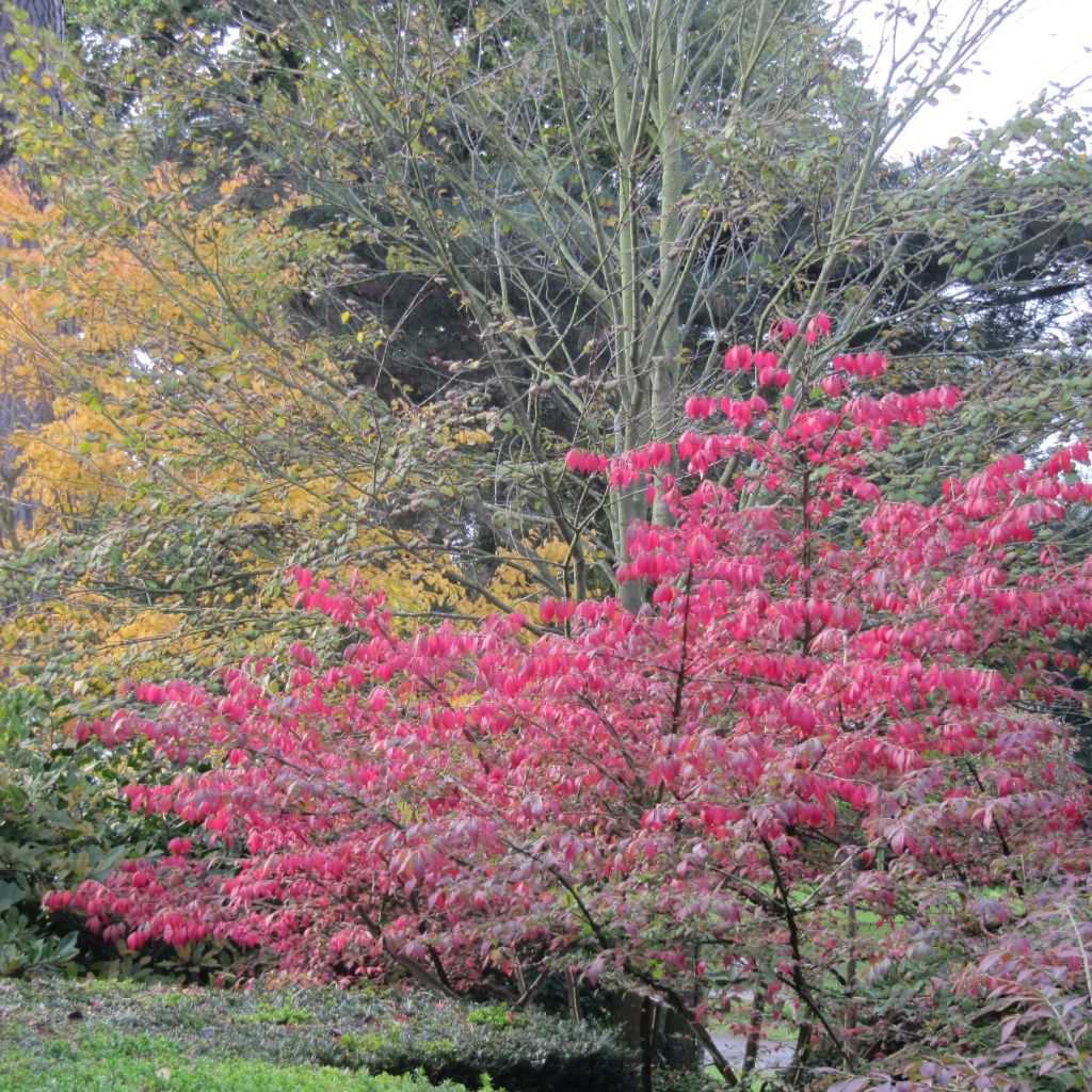 Pallesorvarinpensas - Euonymus alatus