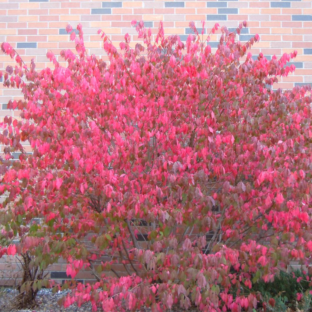 Pallesorvarinpensas - Euonymus alatus