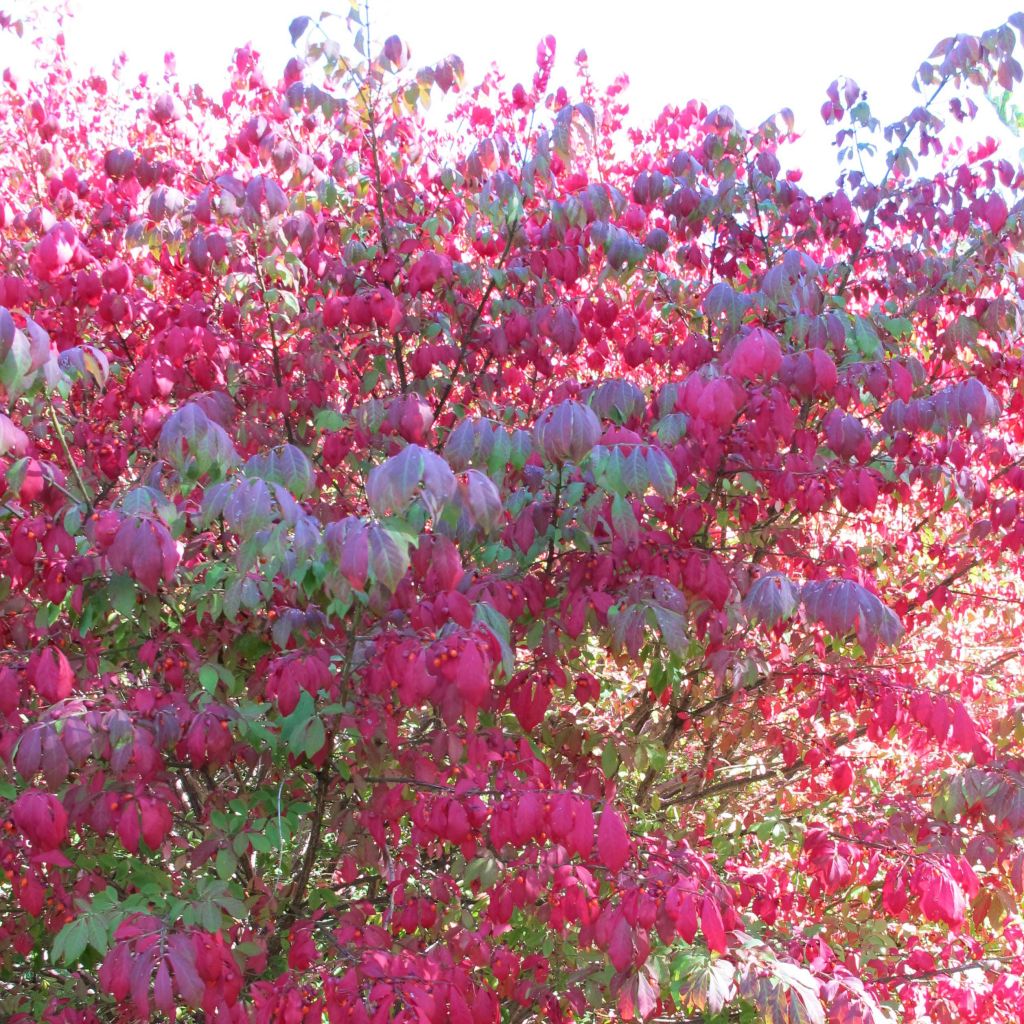 Pallesorvarinpensas - Euonymus alatus