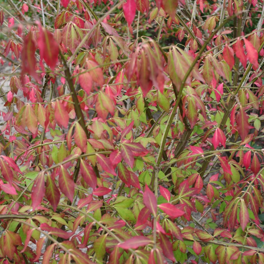 Pallesorvarinpensas - Euonymus alatus