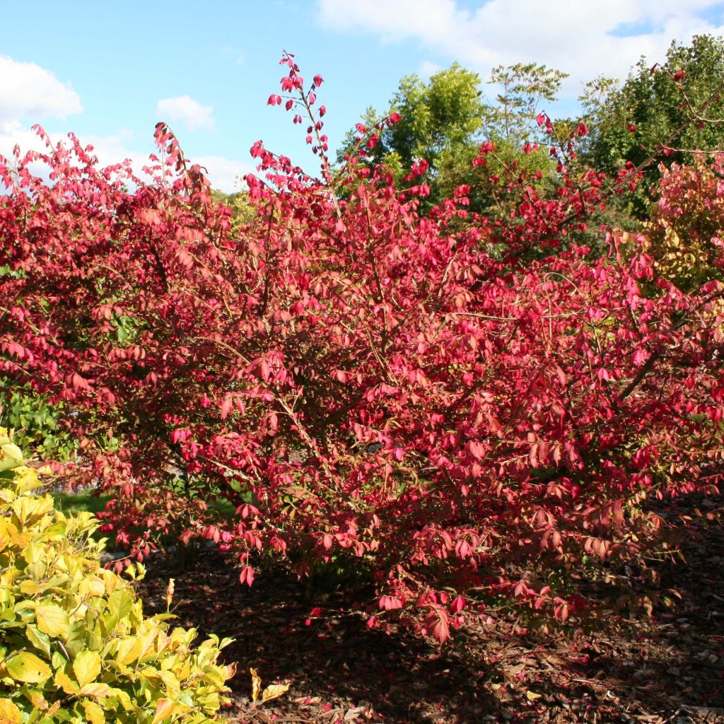 Pallesorvarinpensas - Euonymus alatus