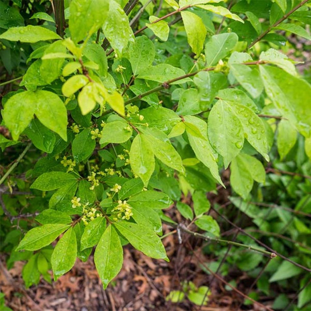 Pallesorvarinpensas Compactus