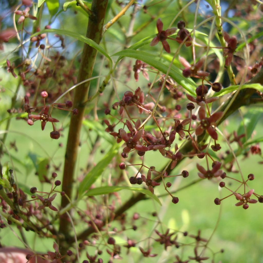 Sorvarinpensaa var. rongchuensis