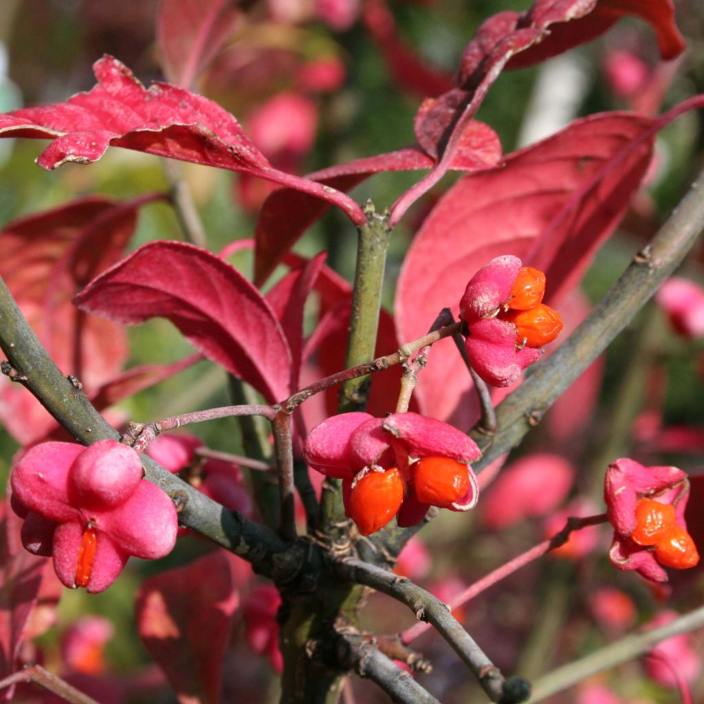 Euroopansorvarinpensas Red Cascade