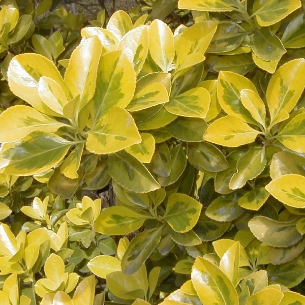 Laakerisorvarinpensas Aureus