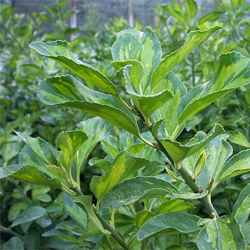 Laakerisorvarinpensas Duc d'Anjou