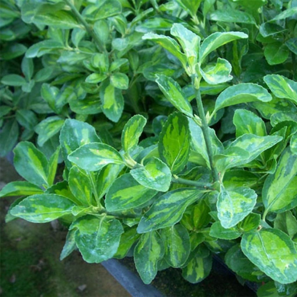 Laakerisorvarinpensas Duc d'Anjou