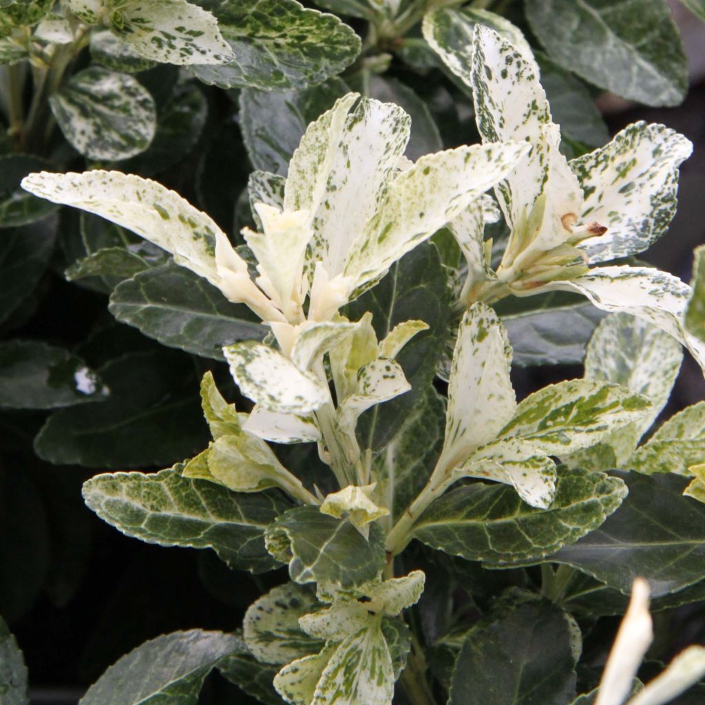Laakerisorvarinpensas Pierrolino