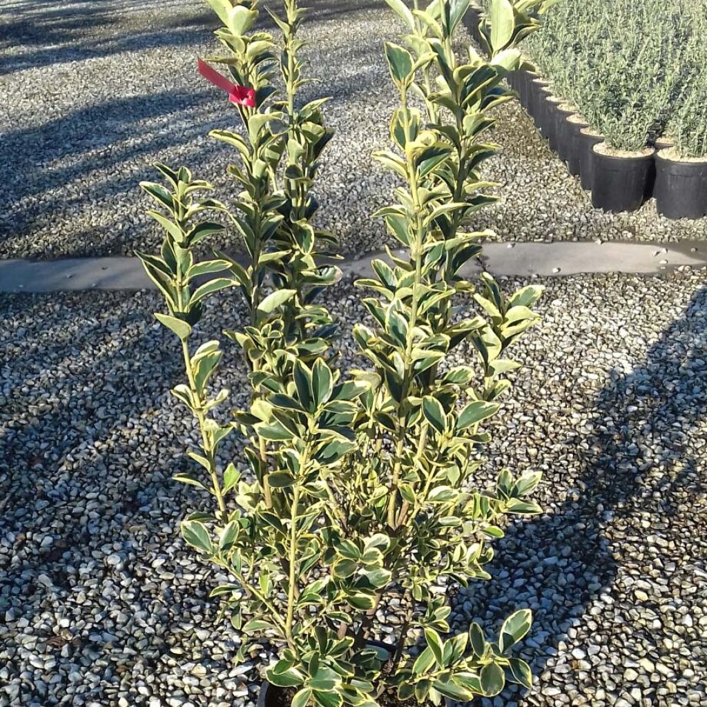 Laakerisorvarinpensas Silver King