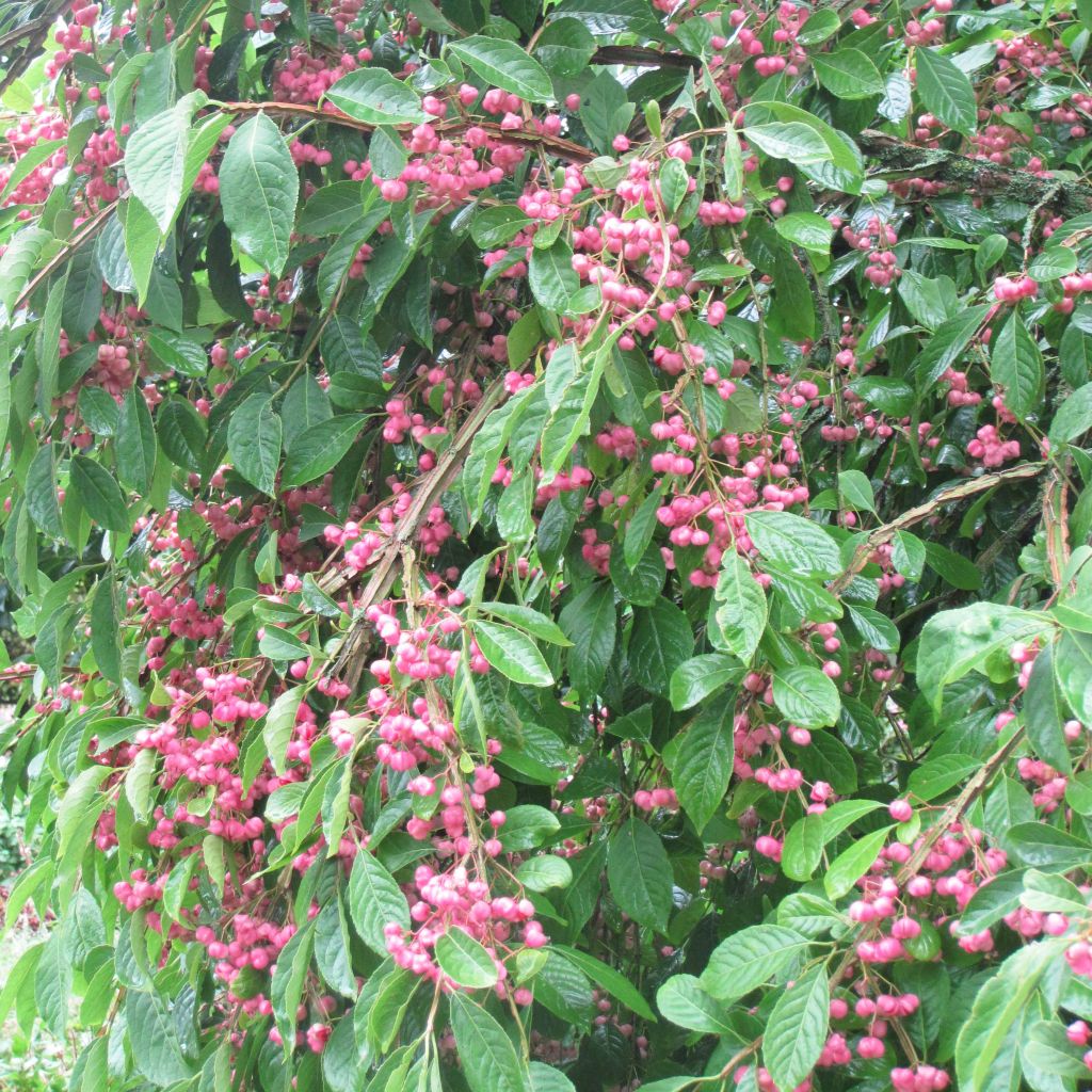 Korkkisorvarinpensas - Euonymus phellomanus