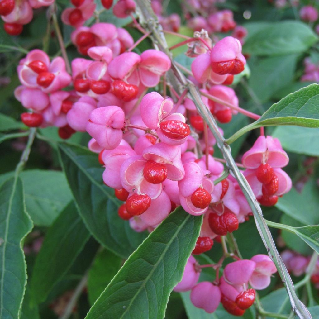 Korkkisorvarinpensas - Euonymus phellomanus