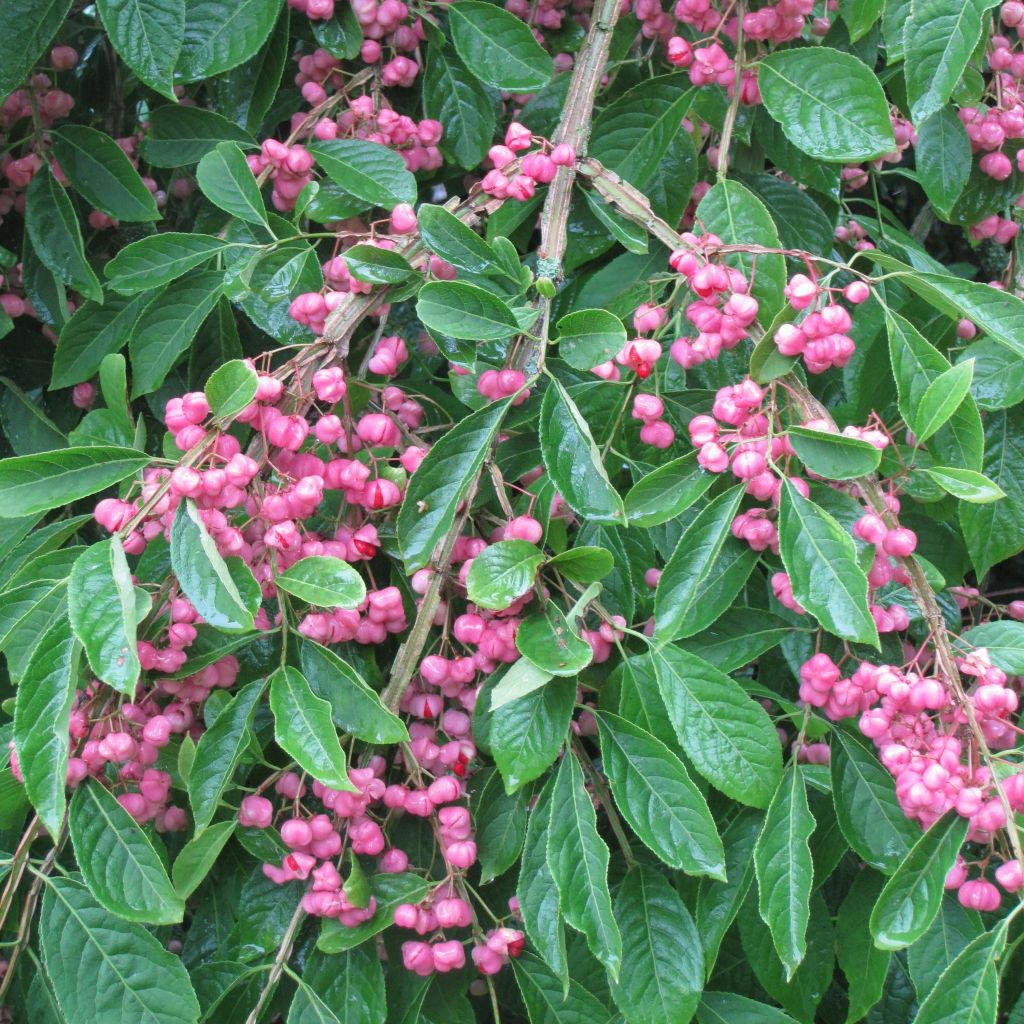 Korkkisorvarinpensas - Euonymus phellomanus