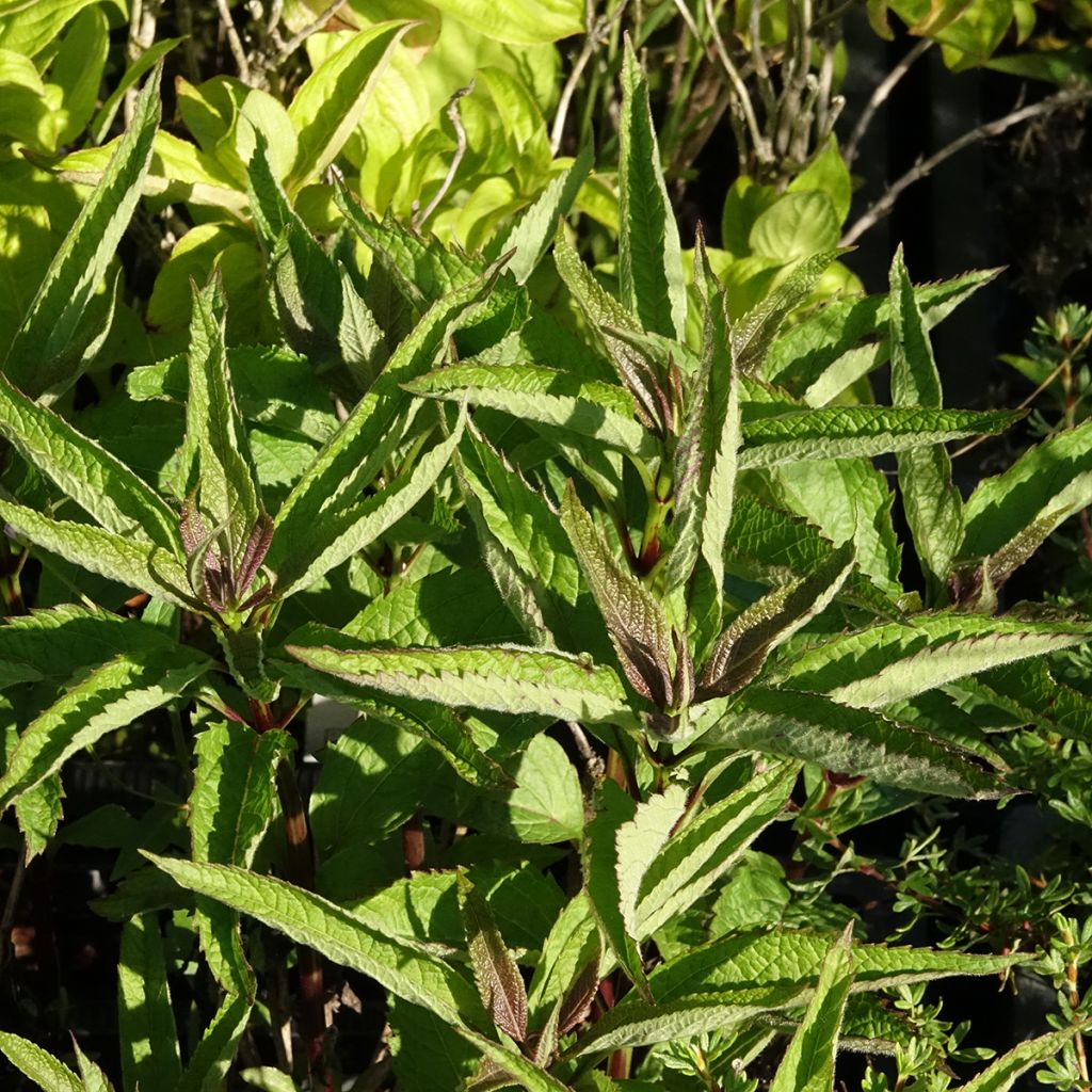 Eutrochium dubium baby joe Baby Joe - Eupatorium