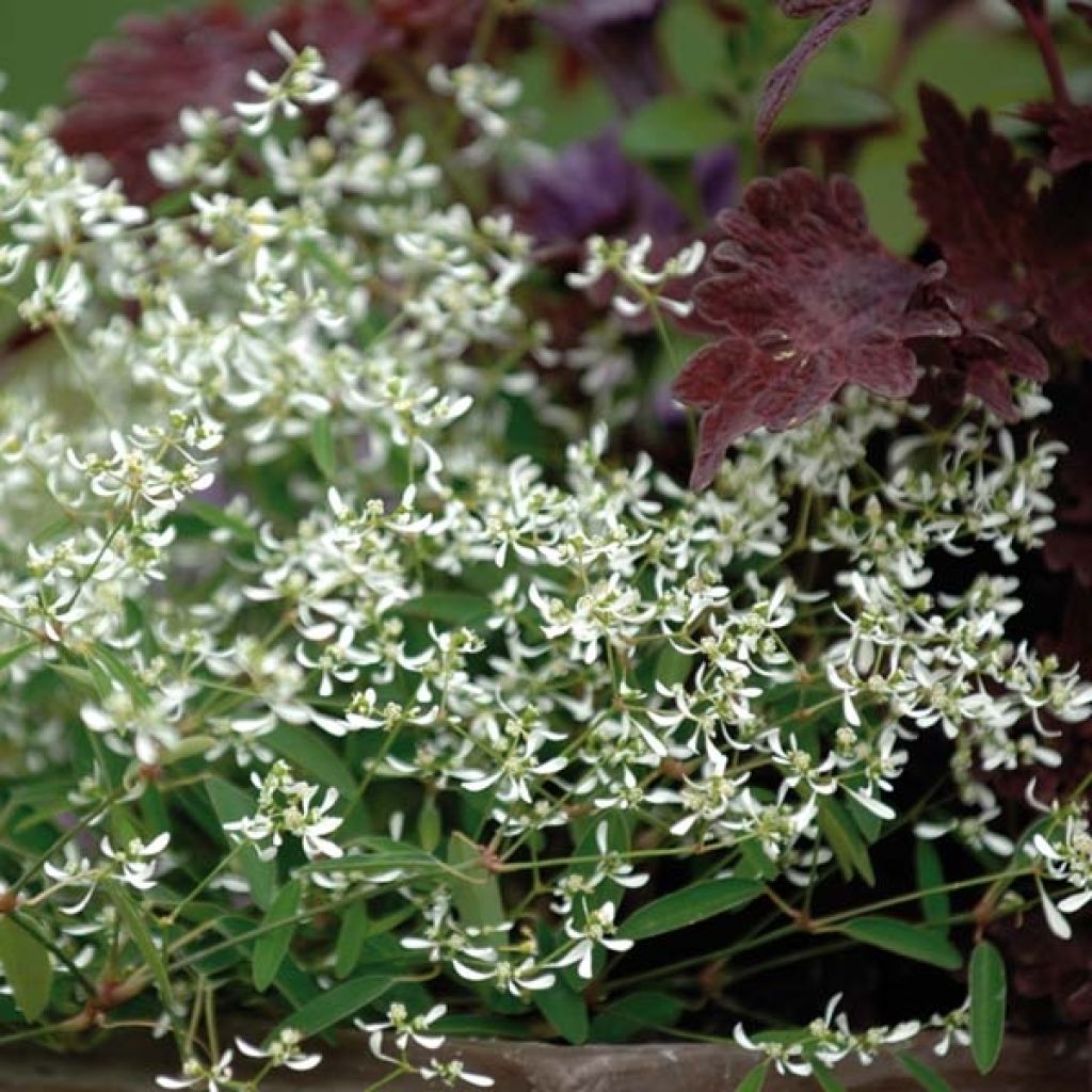 Harsotyräkki Diamond Frost