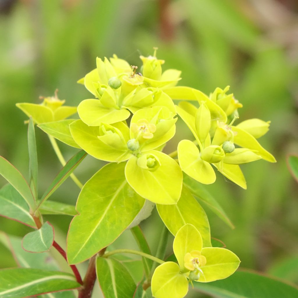 Tyräkki - Euphorbia cornigera