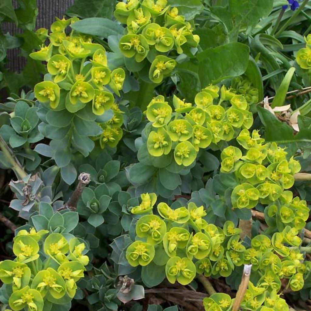 Rentotyräkki - Euphorbia myrsinites