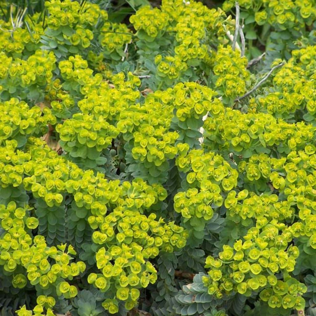 Rentotyräkki - Euphorbia myrsinites