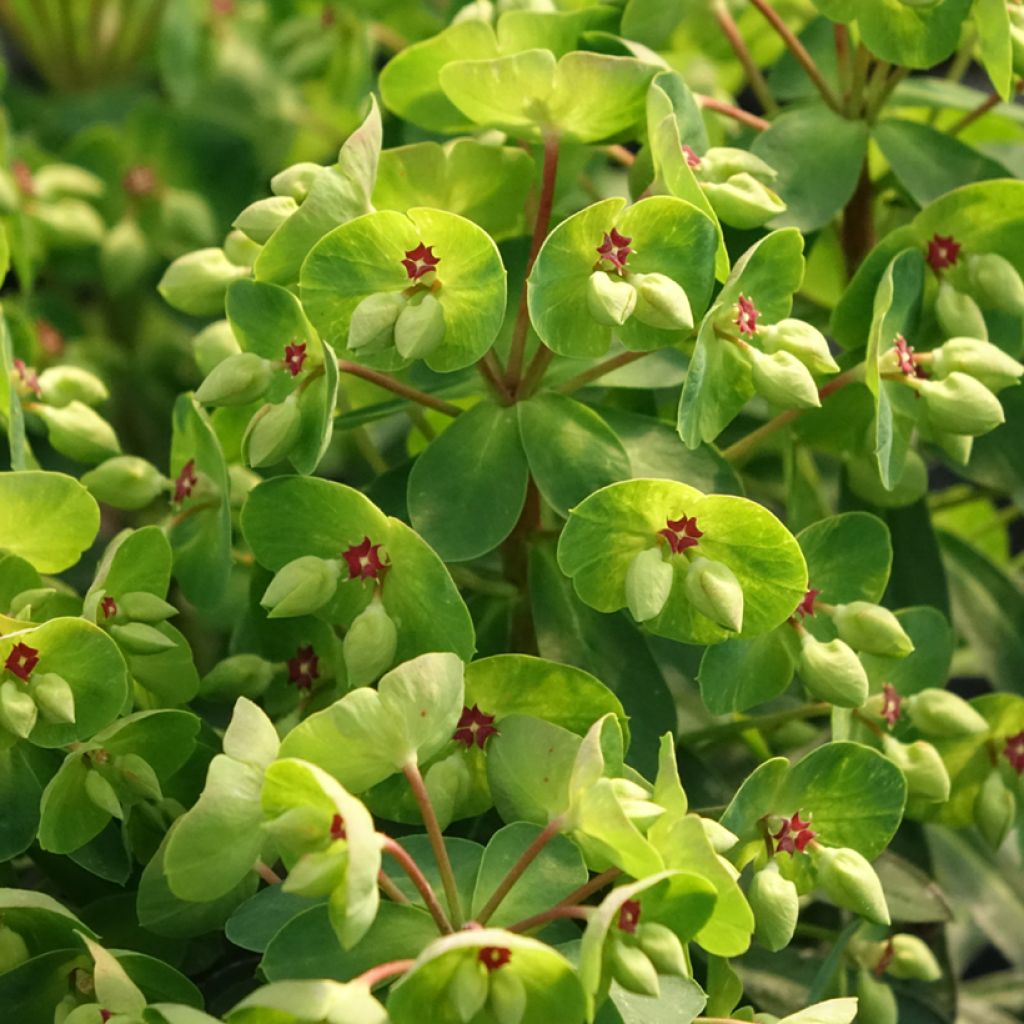 Tyräkki - Euphorbia x martinii