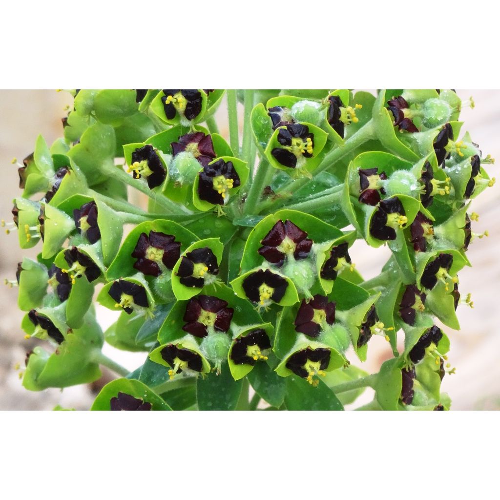 Vahatyräkki Black Pearl