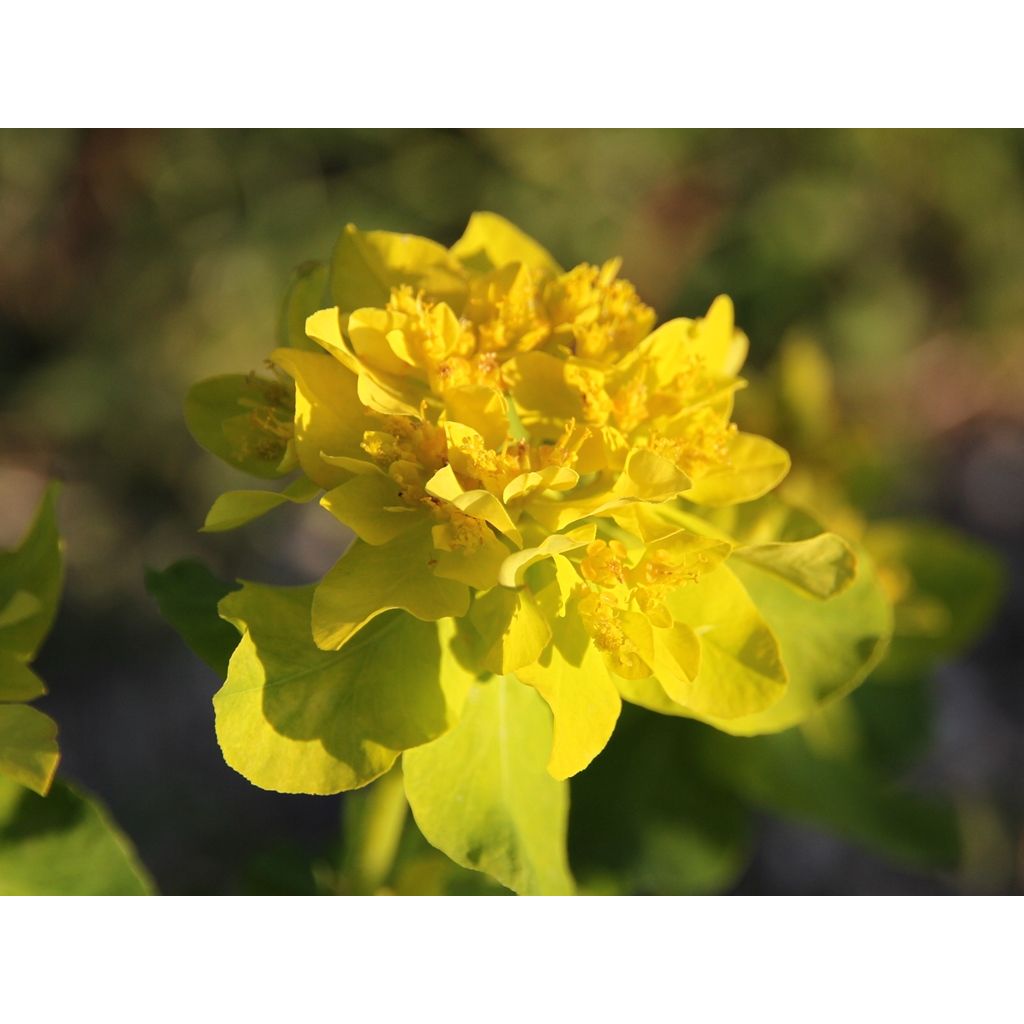 Kultatyräkki - Euphorbia polychroma