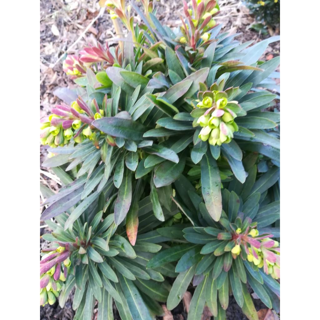 Mantelityräkki Purpurea