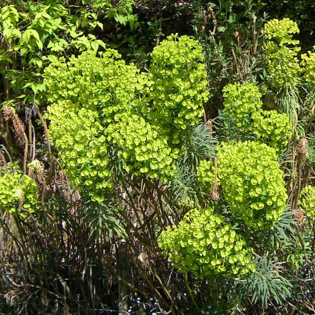 Vahatyräkki - Euphorbia characias