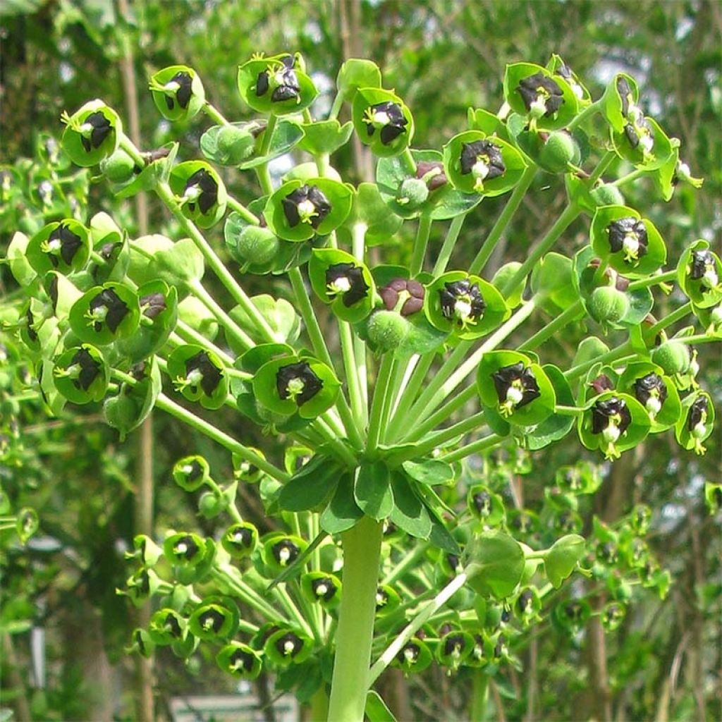 Vahatyräkki - Euphorbia characias