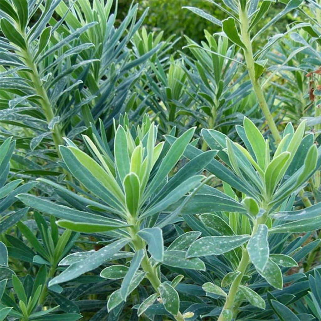 Vahatyräkki - Euphorbia characias