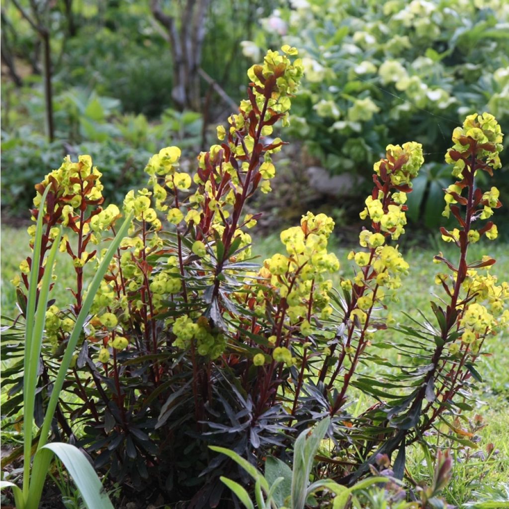 Mantelityräkki Purpurea