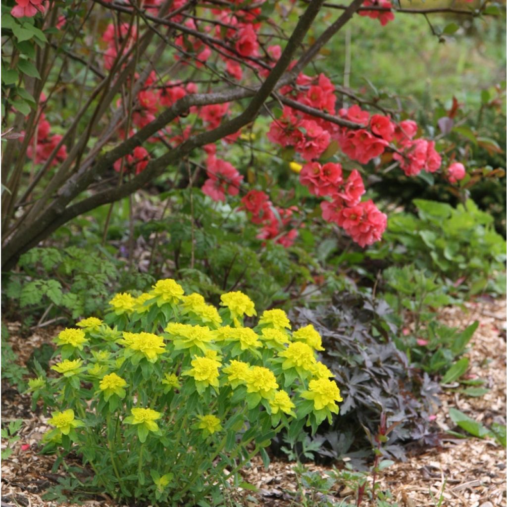 Kultatyräkki - Euphorbia polychroma