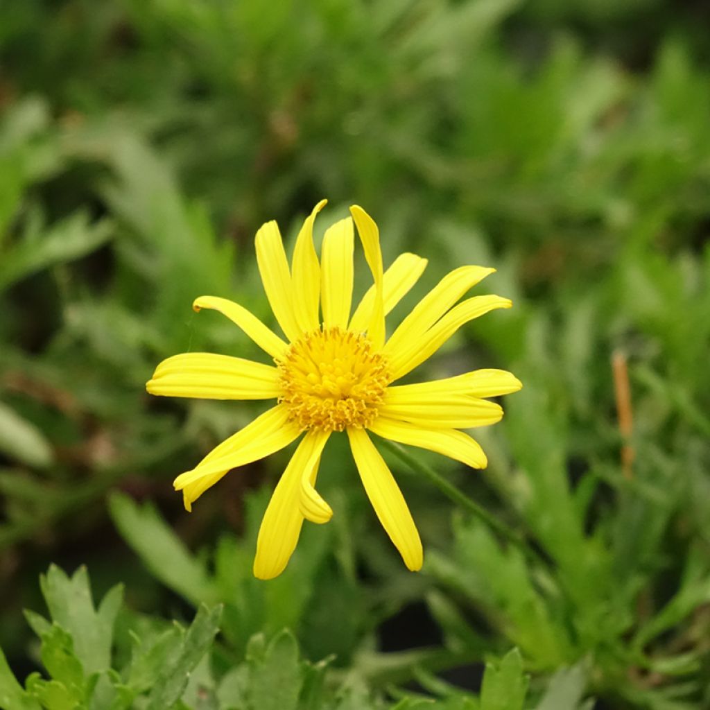 Kehrämö - Euryops evansii