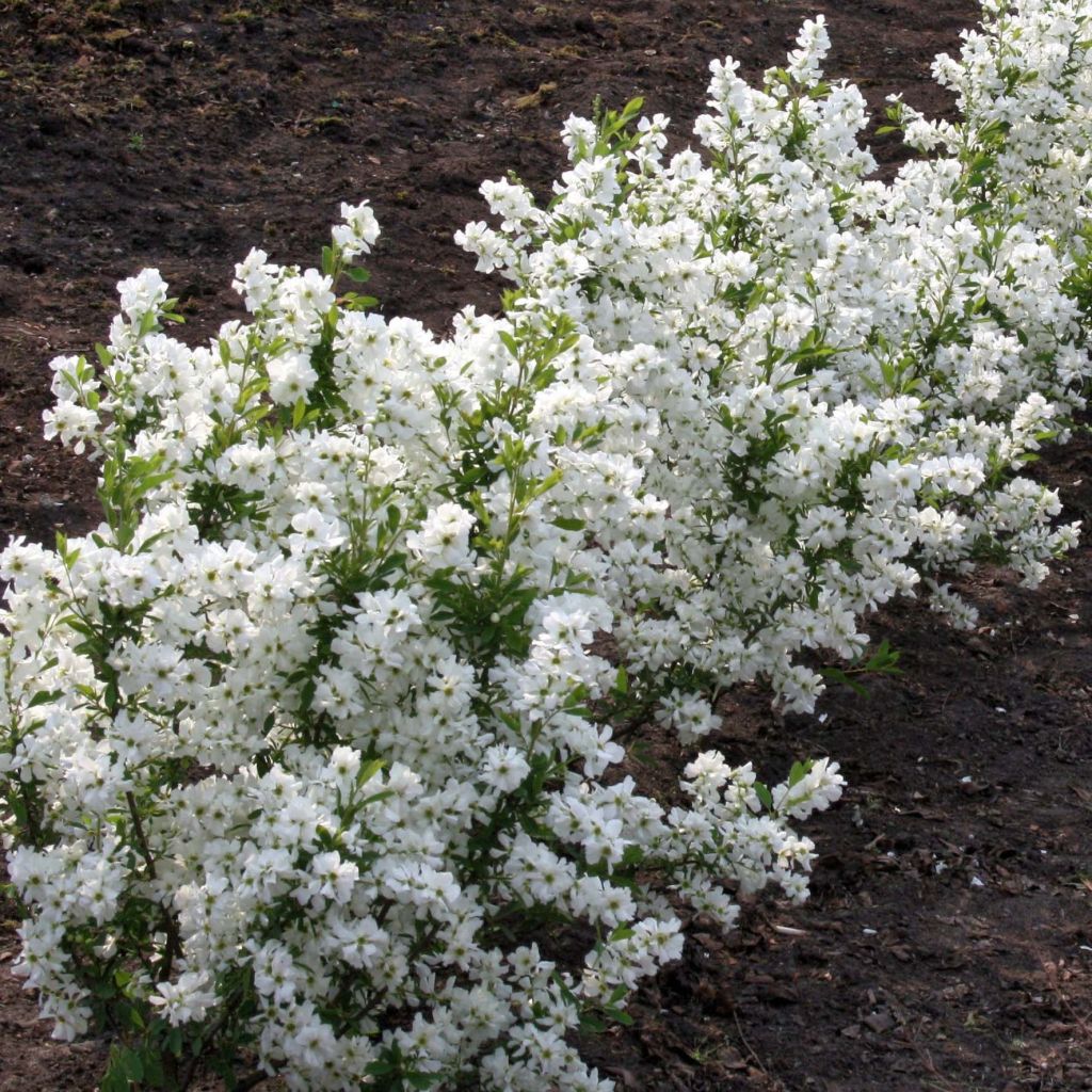 Helmipensas Niagara
