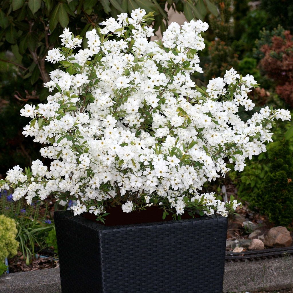 Helmipensas Niagara