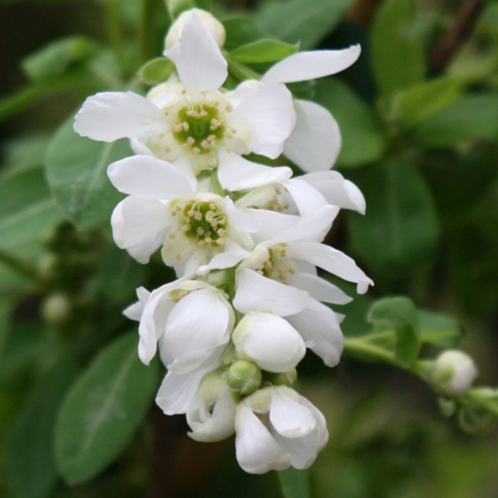 Helmipensas The Bride