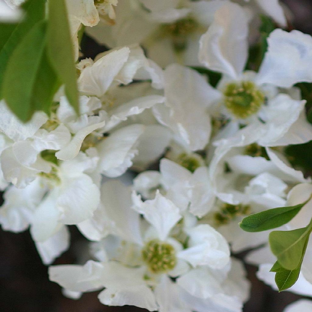 Helmipensas The Bride