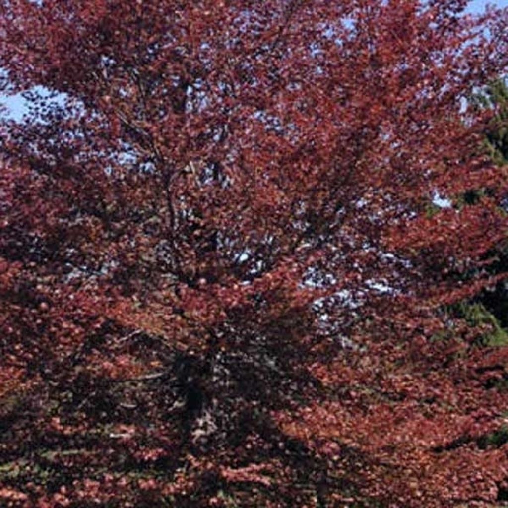 Euroopanpyökki Atropurpurea