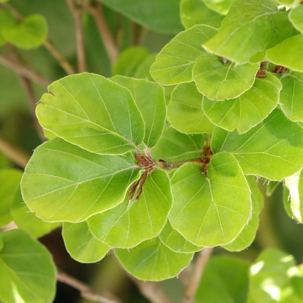 Euroopanpyökki Rotundifolia