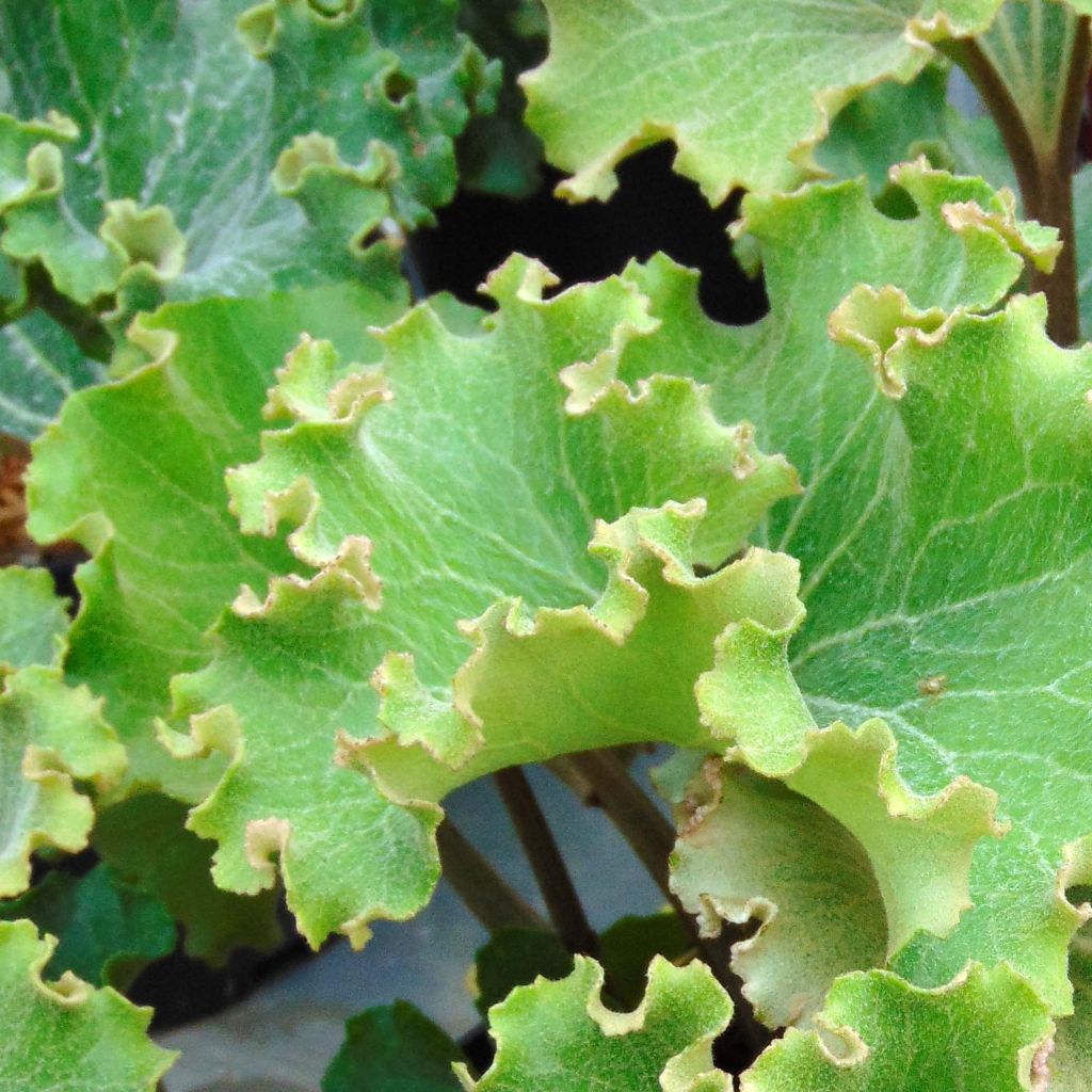 Japaninnauhio Crispata