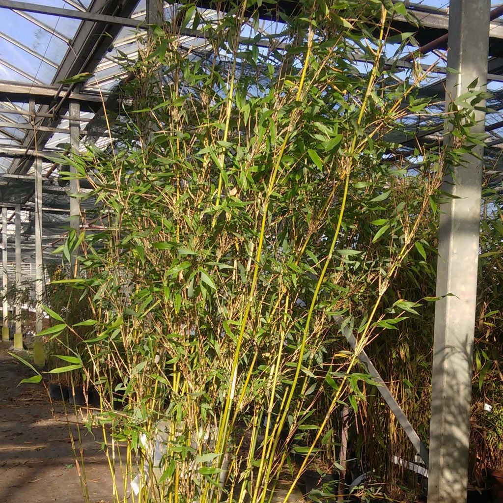 Ruokobambu Lancaster 1
