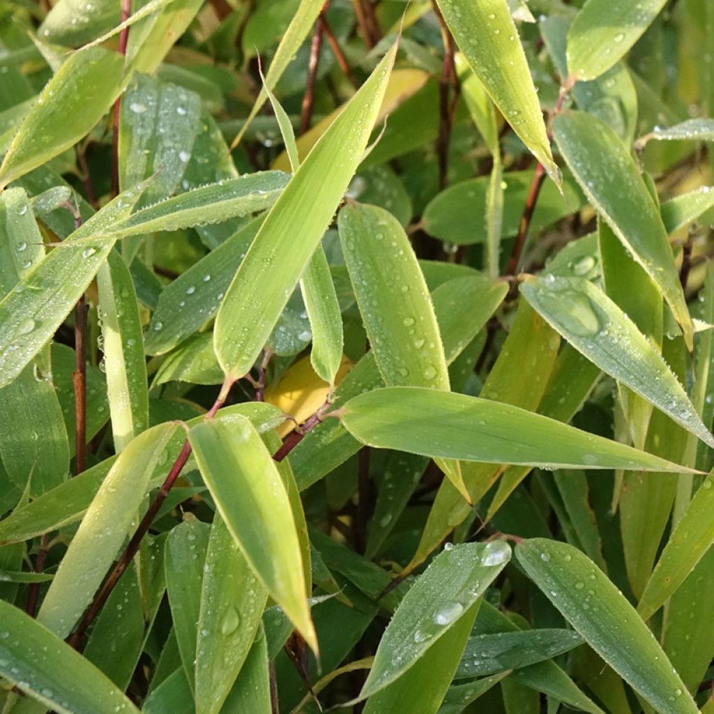 Ruokobambu Red Zebra