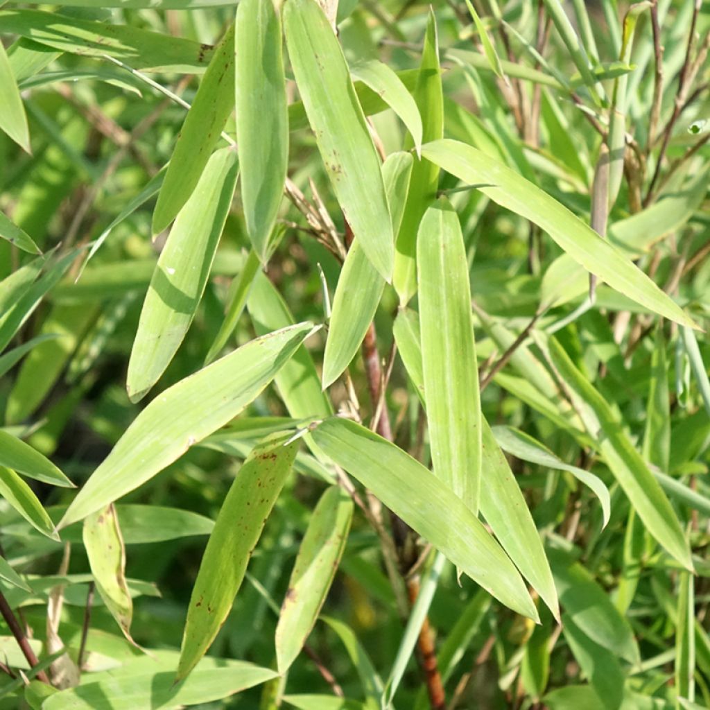 Kiiltoruokobambu Trifina Black