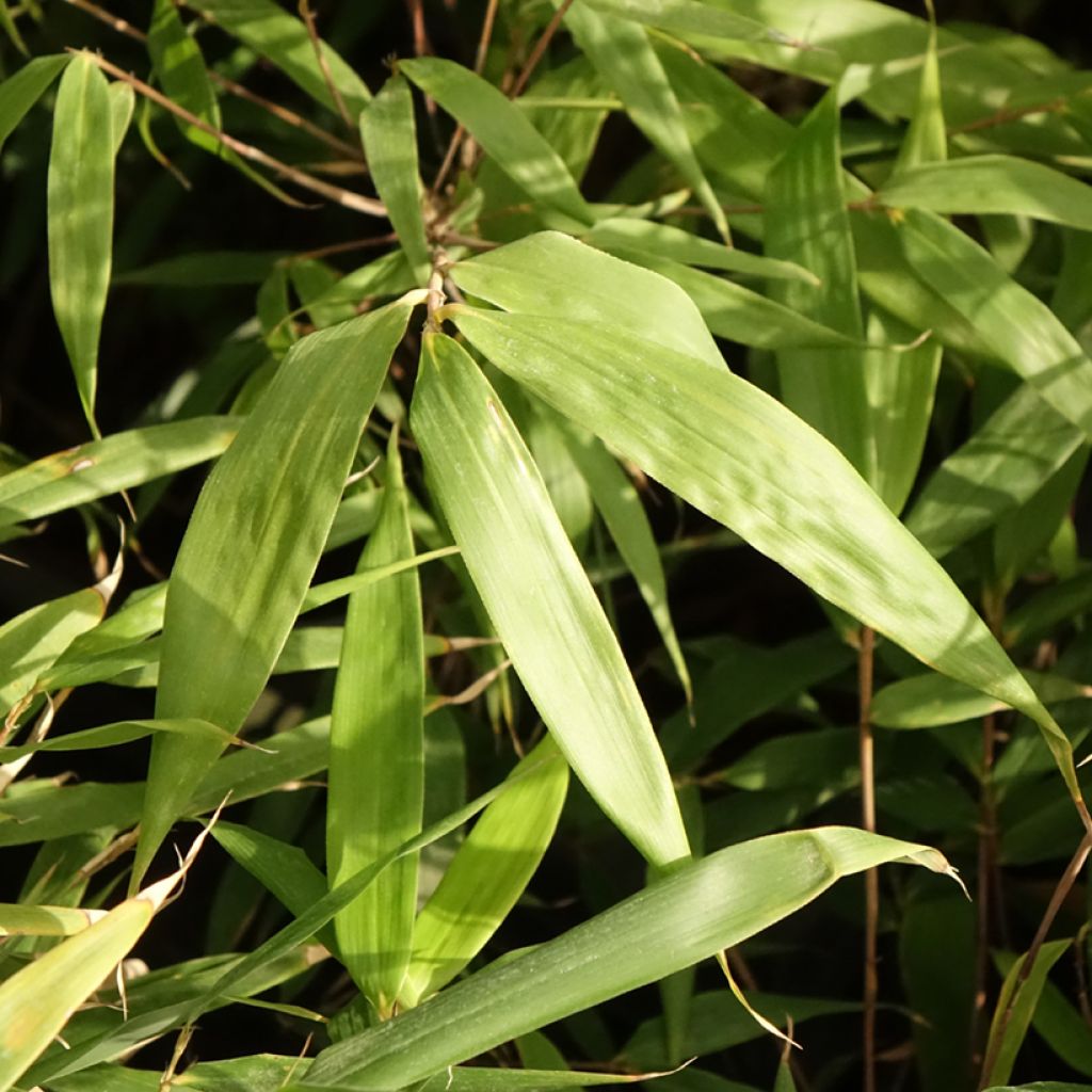 Ruokobambu Formidable